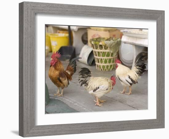 Hen at Wat Pa Pong, Chiang Mai, Thailand-Gavriel Jecan-Framed Photographic Print