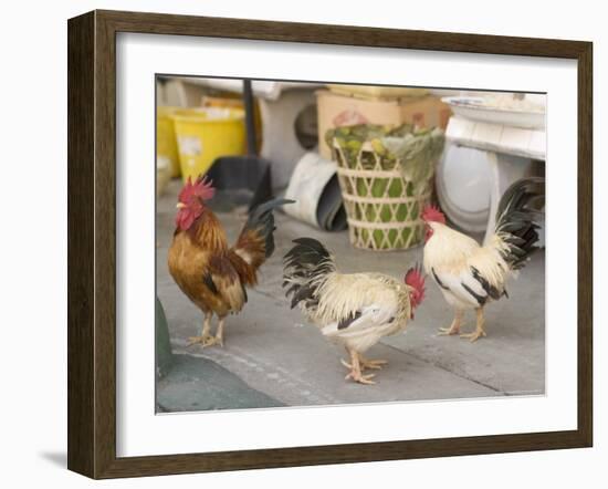 Hen at Wat Pa Pong, Chiang Mai, Thailand-Gavriel Jecan-Framed Photographic Print