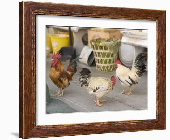 Hen at Wat Pa Pong, Chiang Mai, Thailand-Gavriel Jecan-Framed Photographic Print