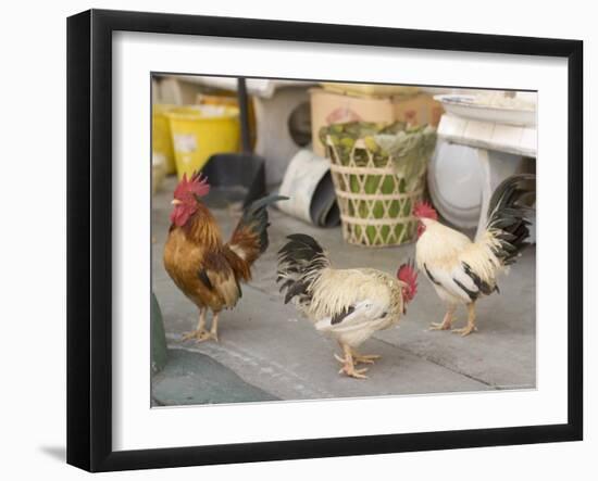 Hen at Wat Pa Pong, Chiang Mai, Thailand-Gavriel Jecan-Framed Photographic Print