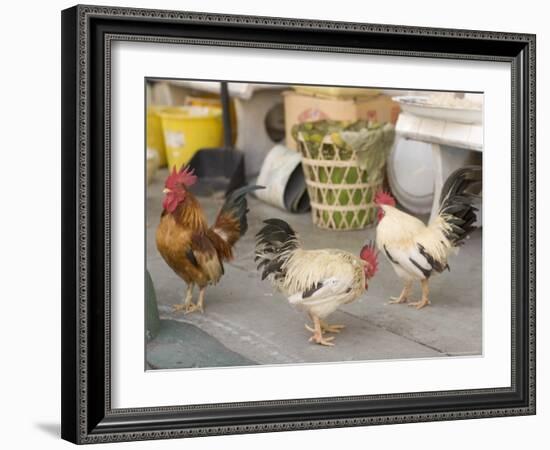 Hen at Wat Pa Pong, Chiang Mai, Thailand-Gavriel Jecan-Framed Photographic Print