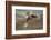 Hen Harrier (Circus Cyaneus) Female Diving to Nest Site, Carrying Nesting Material, UK, June-Mark Hamblin-Framed Photographic Print