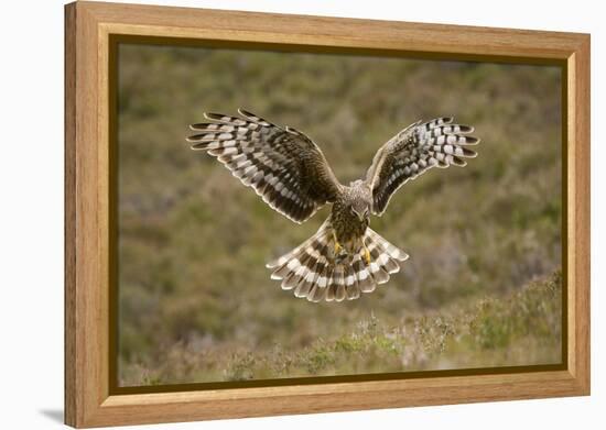 Hen Harrier (Circus Cyaneus) Hovering over Moorland, Glen Tanar Estate, Deeside, Scotland, UK-Mark Hamblin-Framed Premier Image Canvas