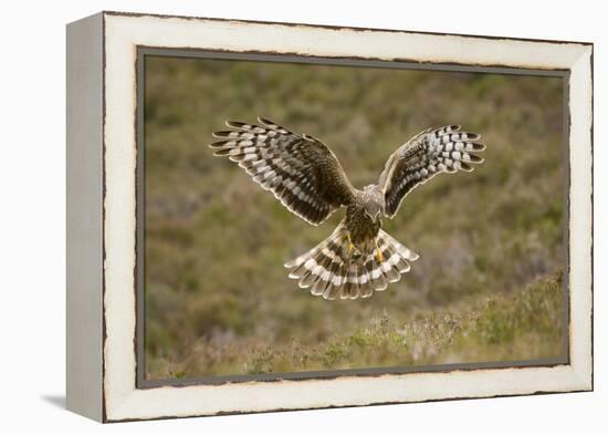 Hen Harrier (Circus Cyaneus) Hovering over Moorland, Glen Tanar Estate, Deeside, Scotland, UK-Mark Hamblin-Framed Premier Image Canvas