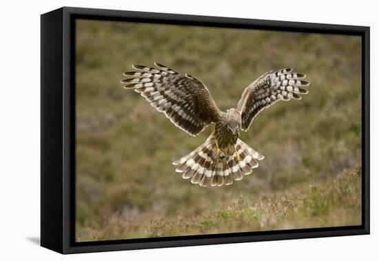 Hen Harrier (Circus Cyaneus) Hovering over Moorland, Glen Tanar Estate, Deeside, Scotland, UK-Mark Hamblin-Framed Premier Image Canvas