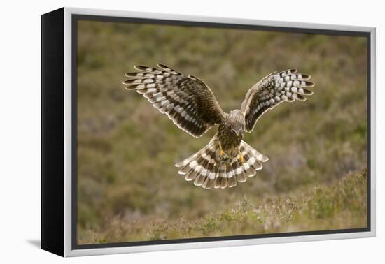 Hen Harrier (Circus Cyaneus) Hovering over Moorland, Glen Tanar Estate, Deeside, Scotland, UK-Mark Hamblin-Framed Premier Image Canvas