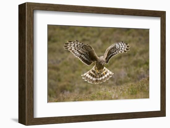 Hen Harrier (Circus Cyaneus) Hovering over Moorland, Glen Tanar Estate, Deeside, Scotland, UK-Mark Hamblin-Framed Photographic Print