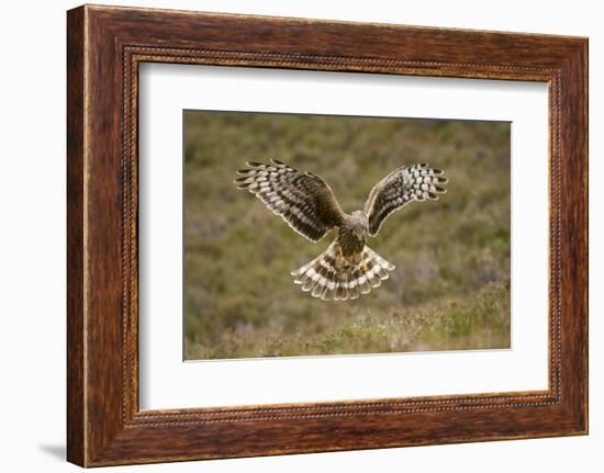 Hen Harrier (Circus Cyaneus) Hovering over Moorland, Glen Tanar Estate, Deeside, Scotland, UK-Mark Hamblin-Framed Photographic Print