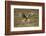 Hen Harrier (Circus Cyaneus) Hovering over Moorland, Glen Tanar Estate, Deeside, Scotland, UK-Mark Hamblin-Framed Photographic Print