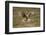 Hen Harrier (Circus Cyaneus) Hovering over Moorland, Glen Tanar Estate, Deeside, Scotland, UK-Mark Hamblin-Framed Photographic Print