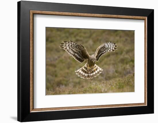 Hen Harrier (Circus Cyaneus) Hovering over Moorland, Glen Tanar Estate, Deeside, Scotland, UK-Mark Hamblin-Framed Photographic Print