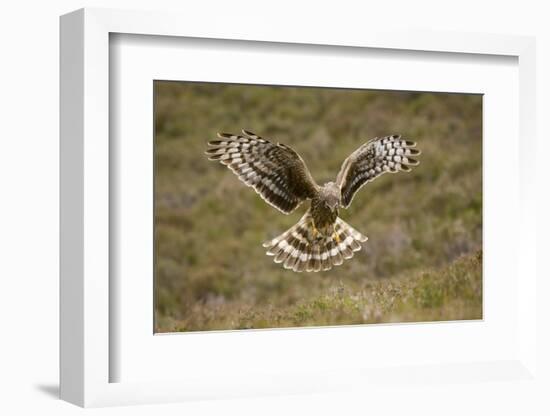 Hen Harrier (Circus Cyaneus) Hovering over Moorland, Glen Tanar Estate, Deeside, Scotland, UK-Mark Hamblin-Framed Photographic Print