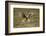 Hen Harrier (Circus Cyaneus) Hovering over Moorland, Glen Tanar Estate, Deeside, Scotland, UK-Mark Hamblin-Framed Photographic Print