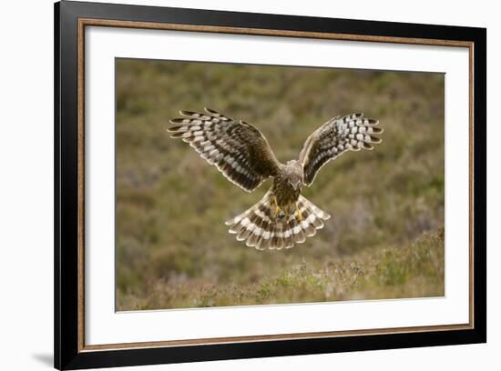 Hen Harrier (Circus Cyaneus) Hovering over Moorland, Glen Tanar Estate, Deeside, Scotland, UK-Mark Hamblin-Framed Photographic Print