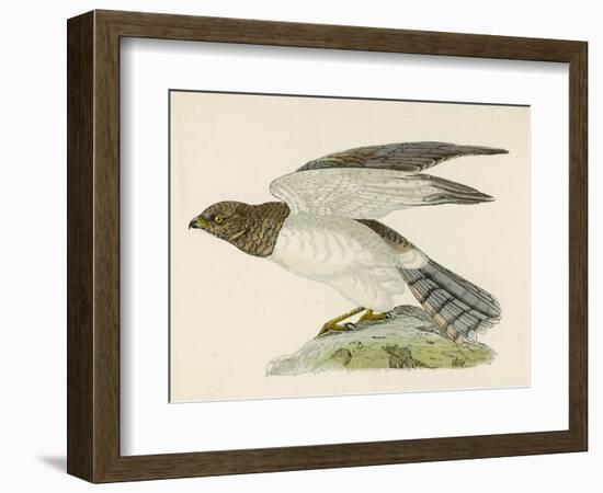 Hen Harrier-Reverend Francis O. Morris-Framed Art Print