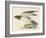 Hen Harrier-Reverend Francis O. Morris-Framed Art Print