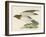 Hen Harrier-Reverend Francis O. Morris-Framed Art Print