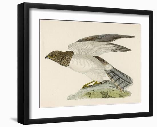 Hen Harrier-Reverend Francis O. Morris-Framed Art Print