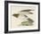 Hen Harrier-Reverend Francis O. Morris-Framed Art Print