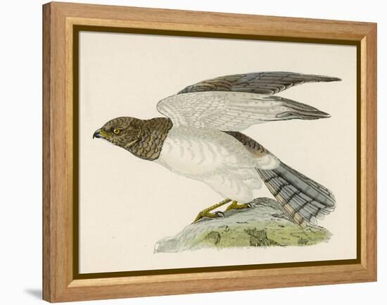 Hen Harrier-Reverend Francis O. Morris-Framed Stretched Canvas