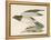 Hen Harrier-Reverend Francis O. Morris-Framed Stretched Canvas