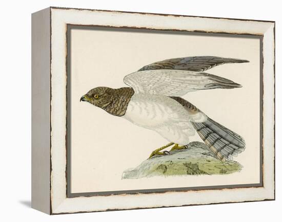 Hen Harrier-Reverend Francis O. Morris-Framed Stretched Canvas