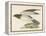 Hen Harrier-Reverend Francis O. Morris-Framed Stretched Canvas