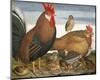 Hen, Rooster and Chicks-Battaglia-Mounted Premium Giclee Print