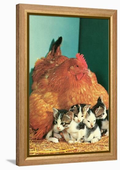 Hen Sitting on Kittens-null-Framed Stretched Canvas