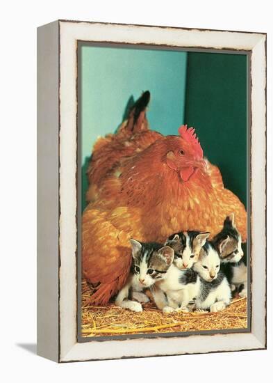 Hen Sitting on Kittens-null-Framed Stretched Canvas