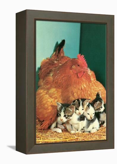 Hen Sitting on Kittens-null-Framed Stretched Canvas