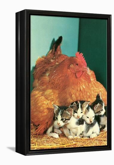 Hen Sitting on Kittens-null-Framed Stretched Canvas