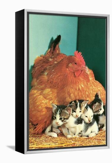 Hen Sitting on Kittens-null-Framed Stretched Canvas