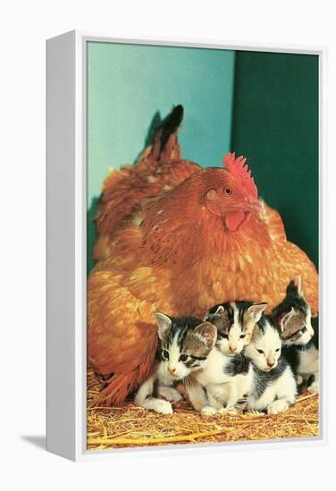 Hen Sitting on Kittens-null-Framed Stretched Canvas