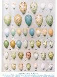 Eggs:Willow Warbler:Wood Warbler:Etc, Illustration from 'British Birds' by Kirkman and Jourdain,…-Hendrik Gronvold-Framed Premier Image Canvas