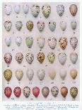Eggs:Willow Warbler:Wood Warbler:Etc, Illustration from 'British Birds' by Kirkman and Jourdain,…-Hendrik Gronvold-Giclee Print