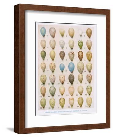 Eggs:Willow Warbler:Wood Warbler:Etc, Illustration from