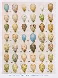 Eggs:Willow Warbler:Wood Warbler:Etc, Illustration from 'British Birds' by Kirkman and Jourdain,…-Hendrik Gronvold-Framed Giclee Print