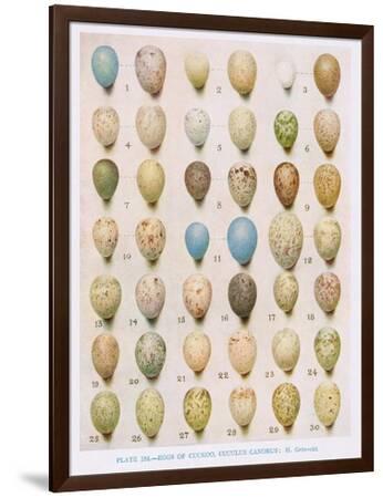 Eggs:Willow Warbler:Wood Warbler:Etc, Illustration from
