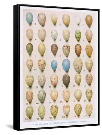 Eggs:Willow Warbler:Wood Warbler:Etc, Illustration from