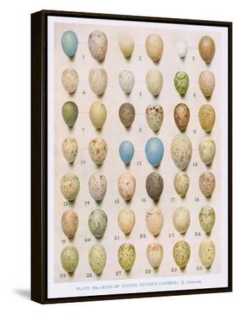 Jo Moulton アートプリント 絵画 EGGS 額縁付き JO238 - Penny Lane Publishing | Penny Lane Fine Art & Licensing