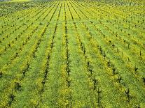 Ecological Wine-Growing (Mustard Flowers Between Rows of Vines)-Hendrik Holler-Framed Photographic Print