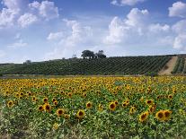 Ecological Wine-Growing (Mustard Flowers Between Rows of Vines)-Hendrik Holler-Photographic Print