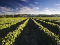 Charlock at Robert Mondavi Winery, Napa Valley, Usa-Hendrik Holler-Photographic Print