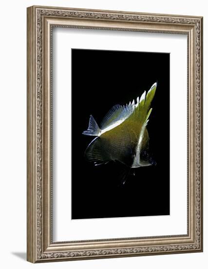 Heniochus Varius (Humphead Bannerfish, Horned Bannerfish)-Paul Starosta-Framed Photographic Print