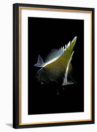 Heniochus Varius (Humphead Bannerfish, Horned Bannerfish)-Paul Starosta-Framed Photographic Print