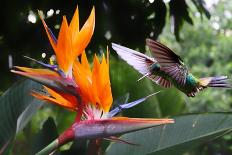 Flying Hummingbird At A Strelitzia Flower-henner-Framed Stretched Canvas