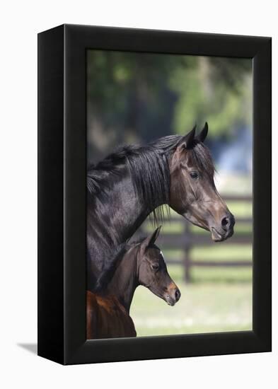 Hennessy Arabians 001-Bob Langrish-Framed Premier Image Canvas