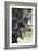 Hennessy Arabians 001-Bob Langrish-Framed Photographic Print