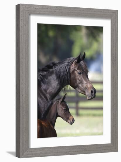 Hennessy Arabians 001-Bob Langrish-Framed Photographic Print